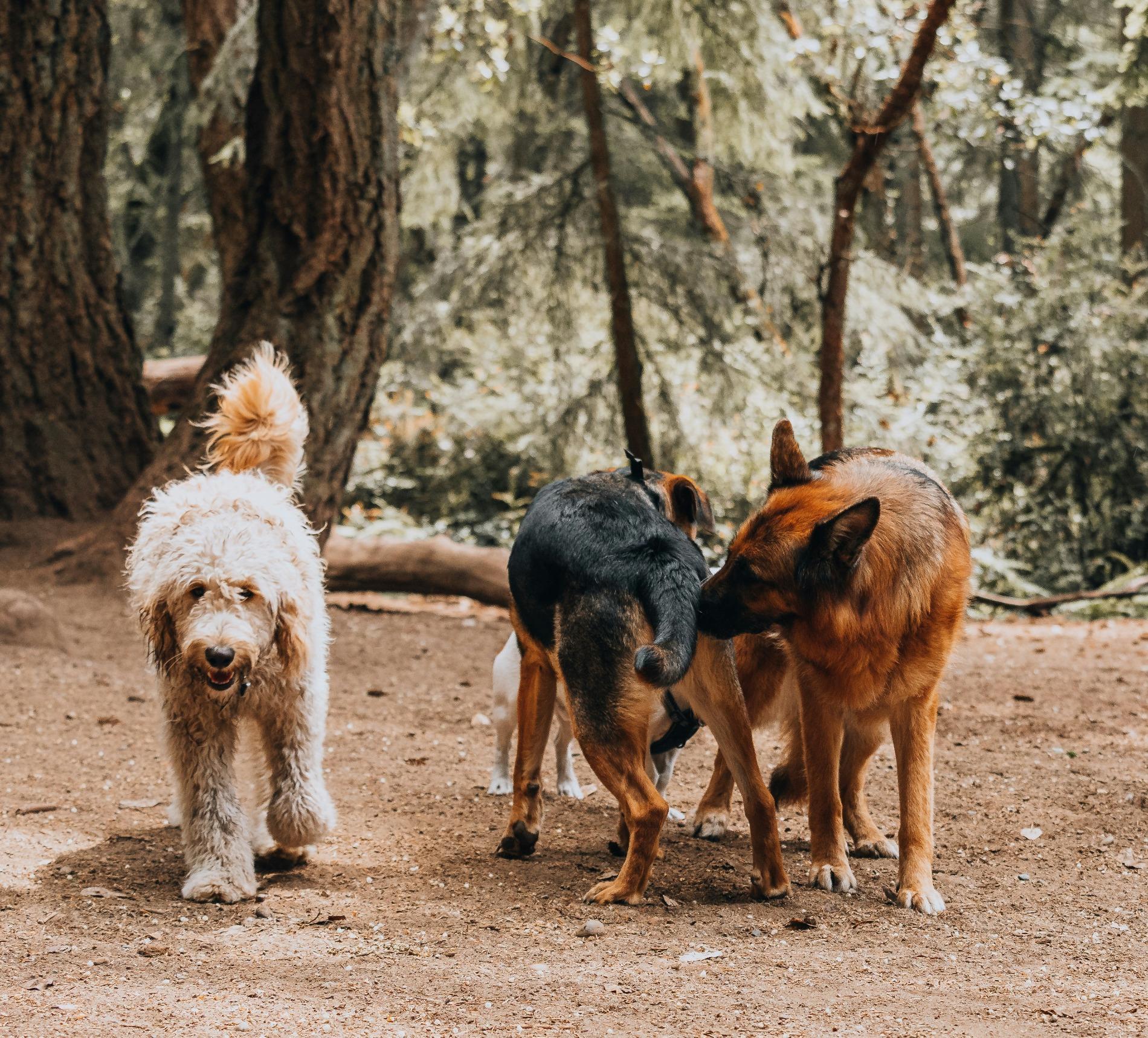 Pourquoi est-il essentiel que mon chien renifle ?